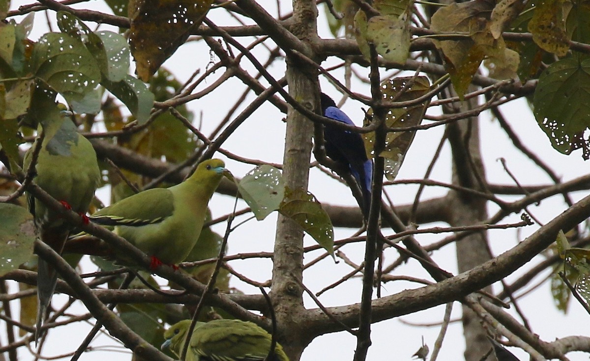 Asian Fairy-bluebird - ML620591112