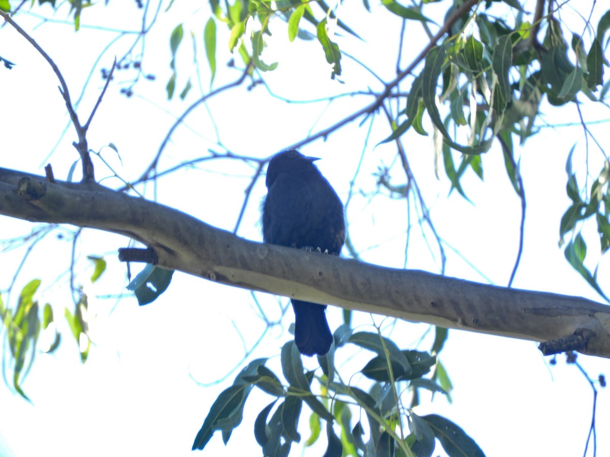 Chopi Blackbird - ML620591116