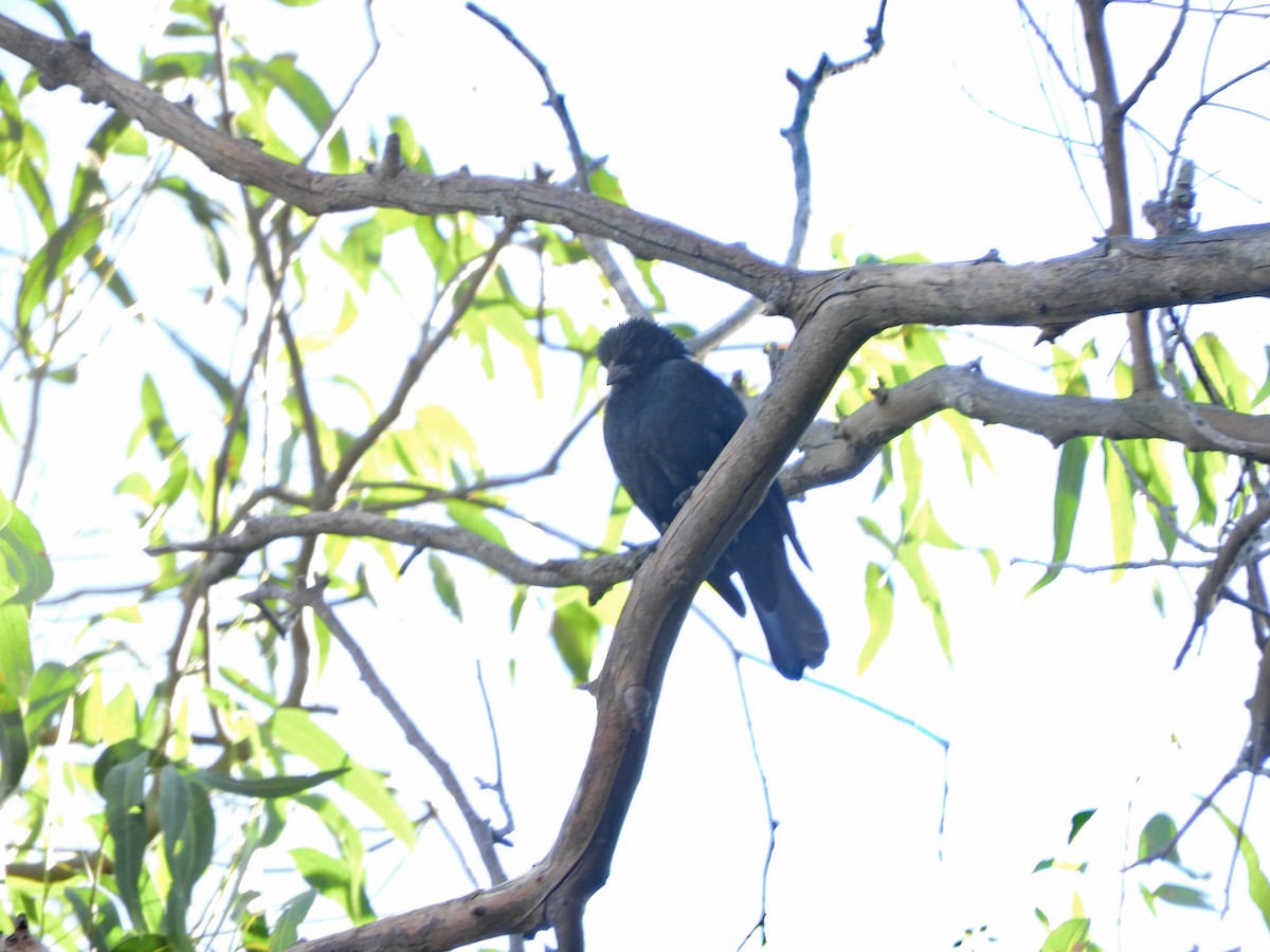 Chopi Blackbird - ML620591117