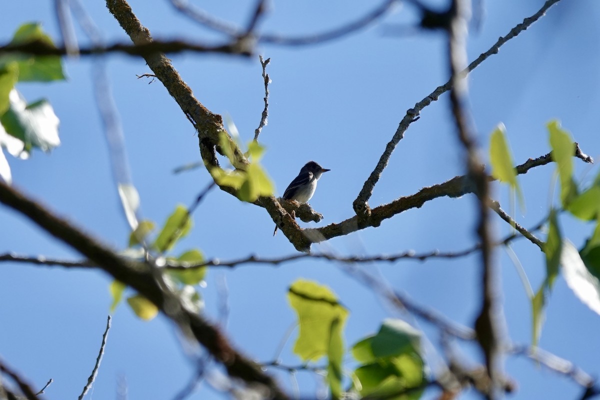 Western Wood-Pewee - ML620591118