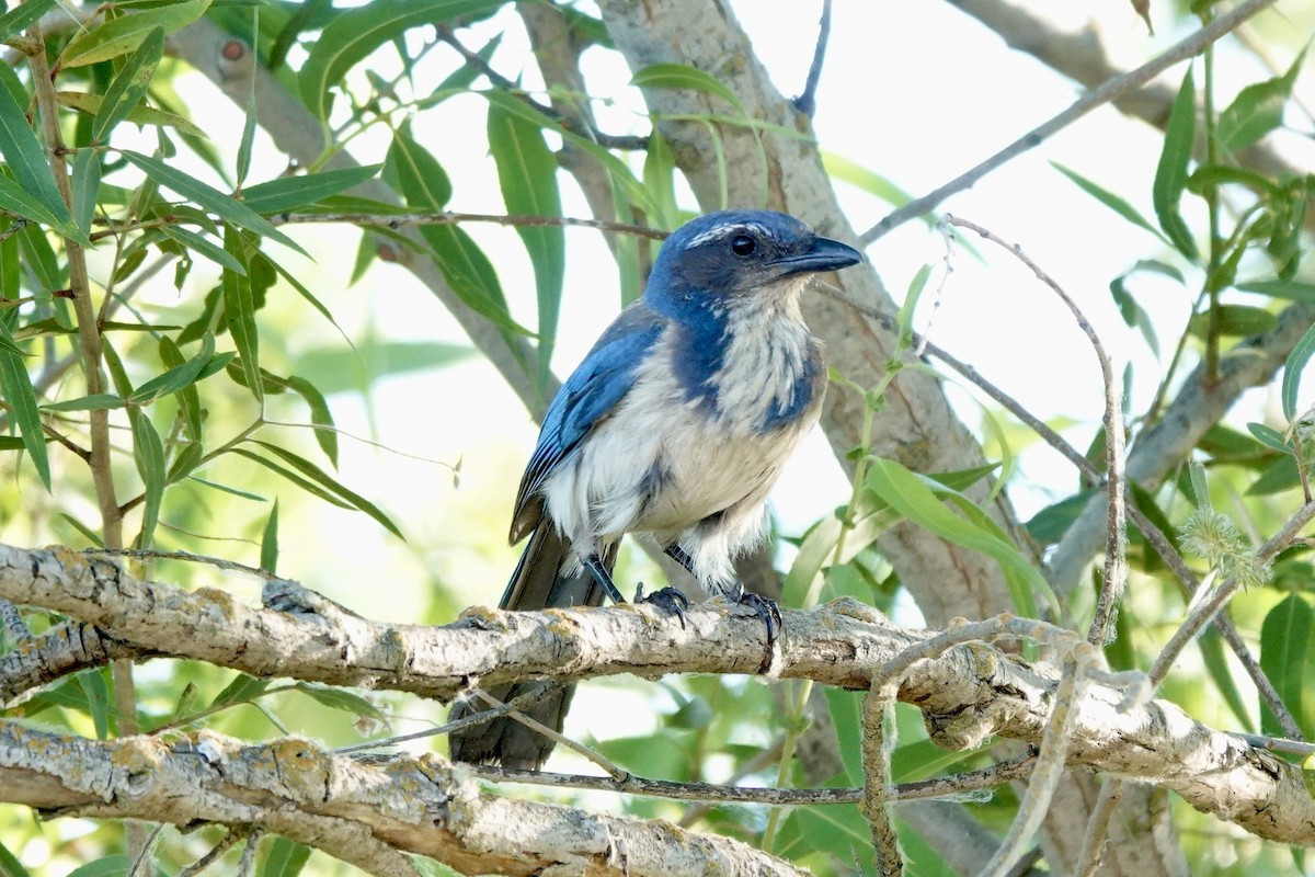 California Scrub-Jay - ML620591120