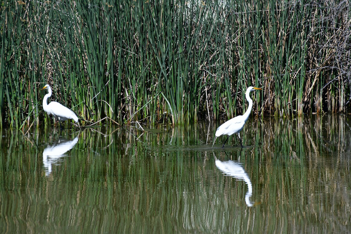 Great Egret - ML620591121