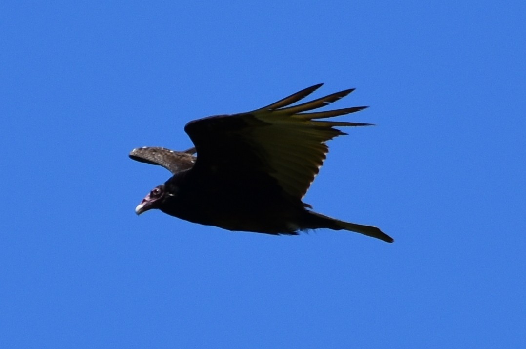 Turkey Vulture - ML620591122