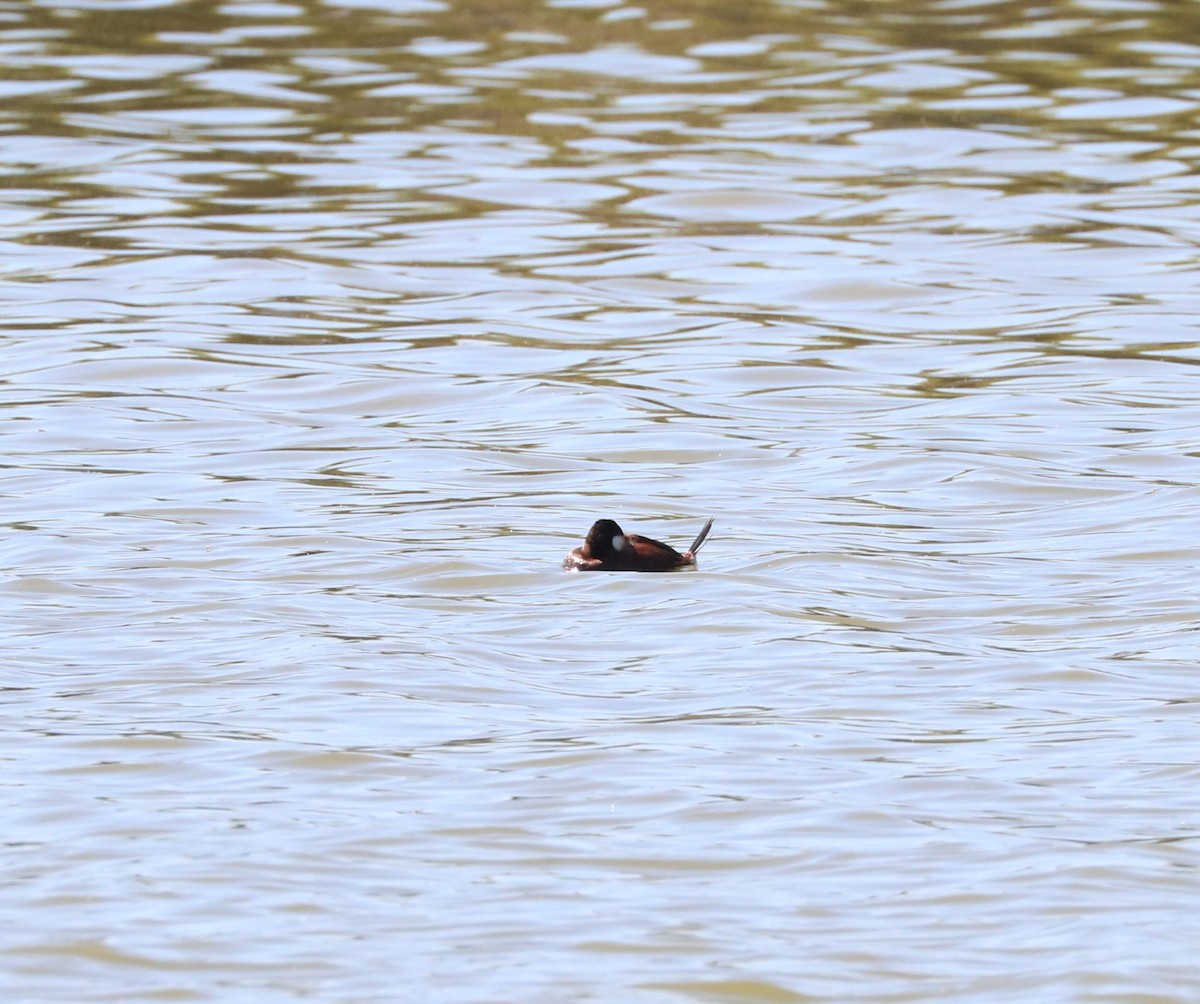 Ruddy Duck - ML620591123