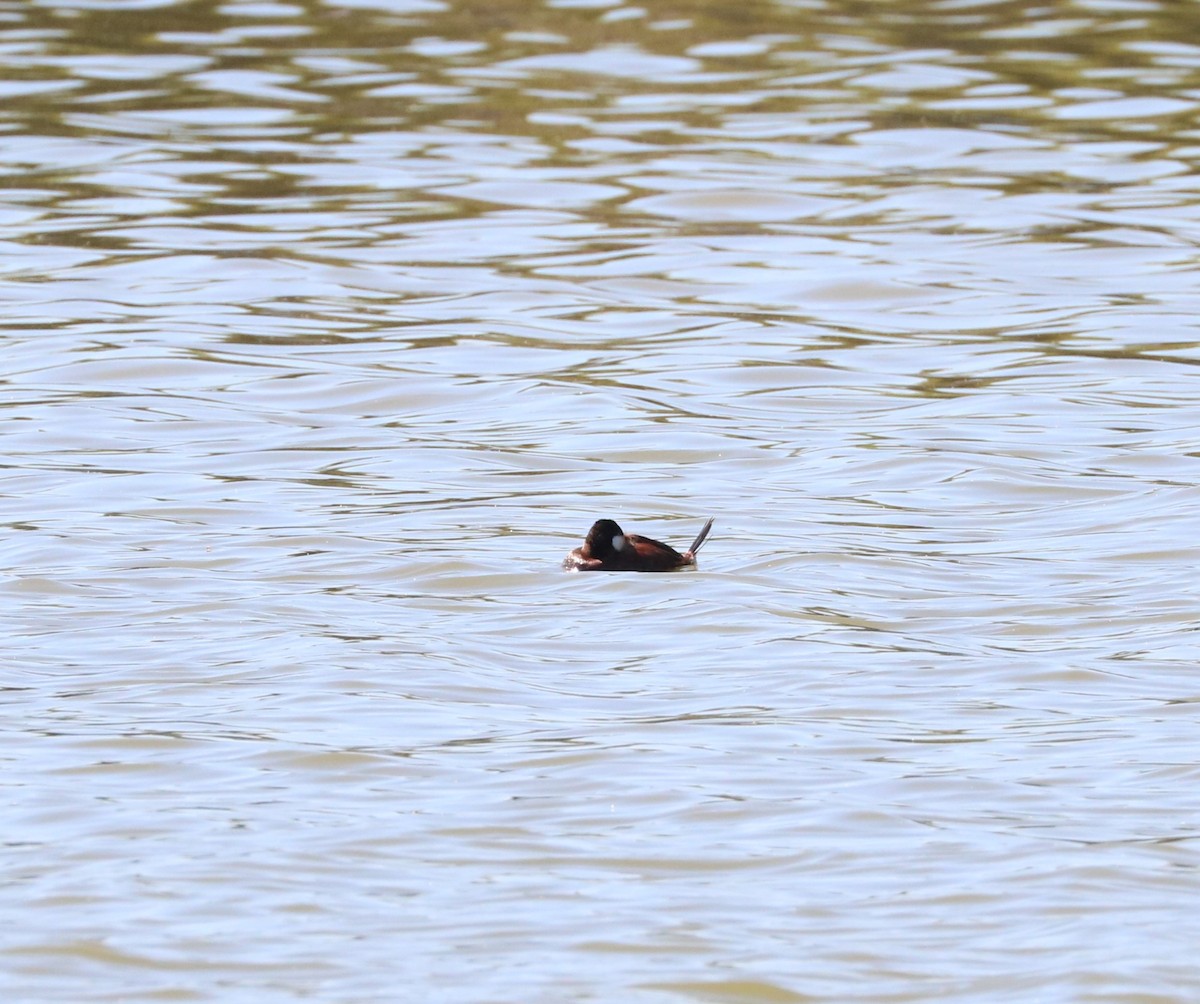 Ruddy Duck - adam zions