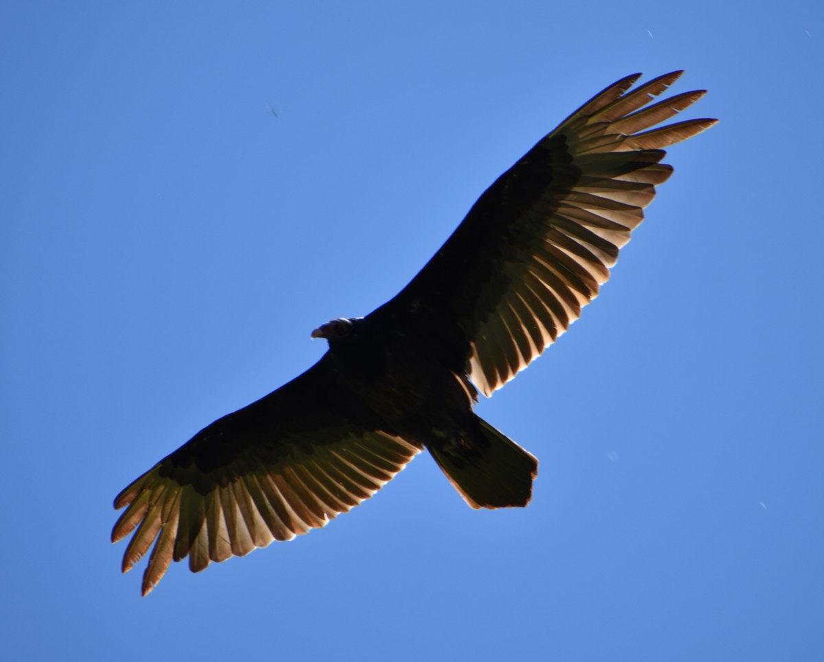 Turkey Vulture - ML620591124