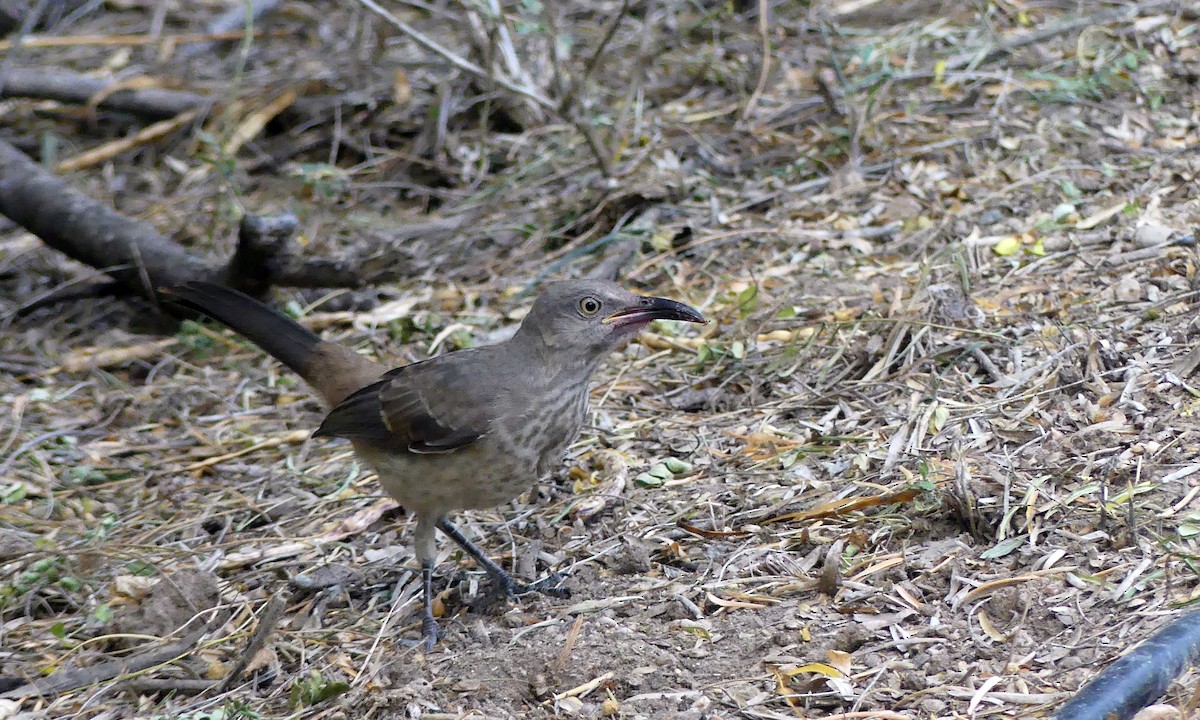 Curve-billed Thrasher - Cuneyt Yilmaz