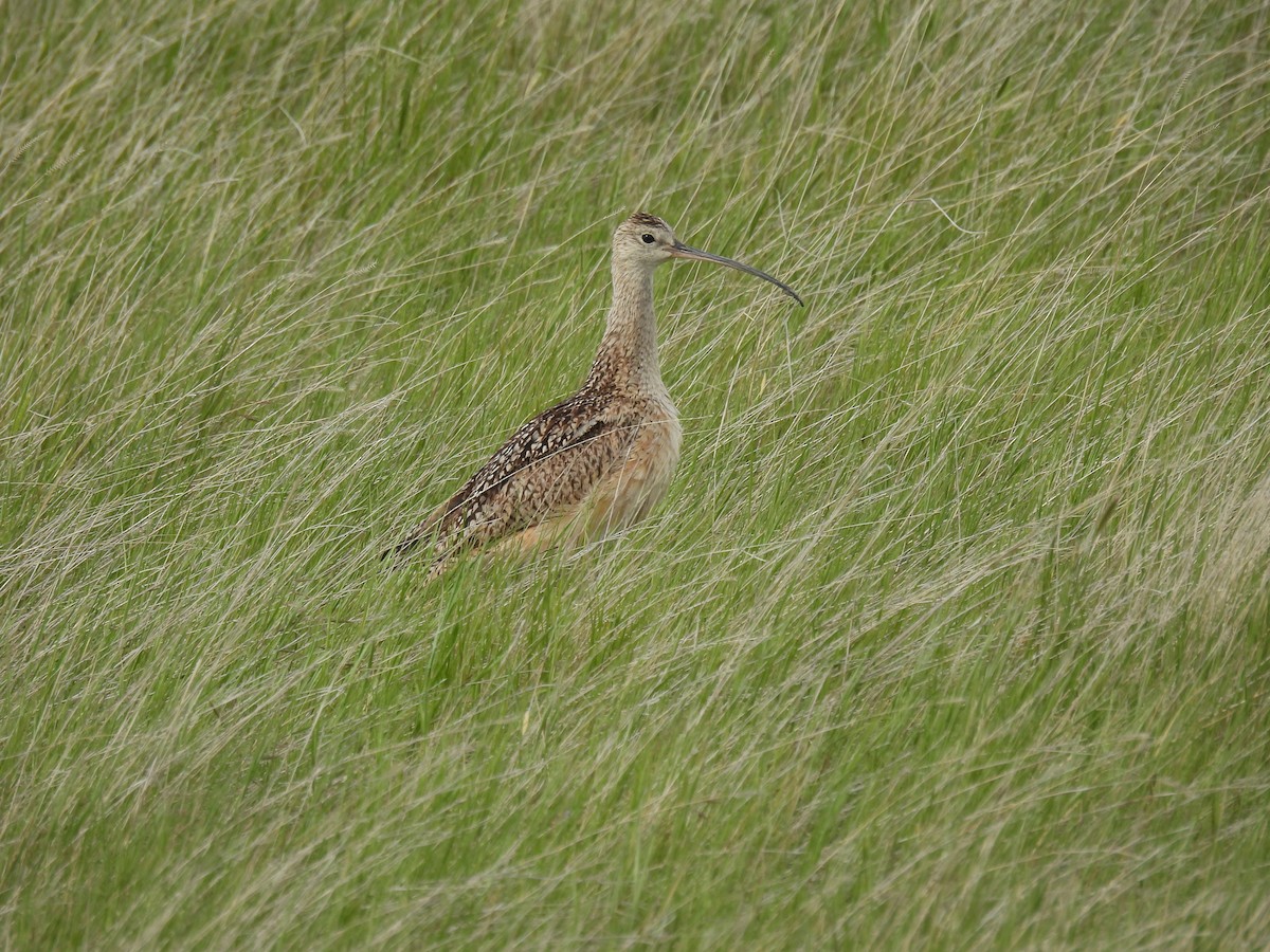 Long-billed Curlew - ML620591134