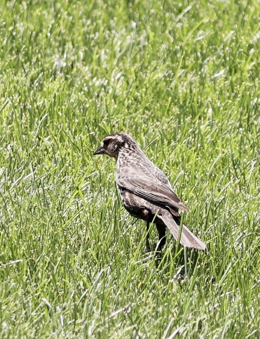 Red-winged Blackbird - ML620591135