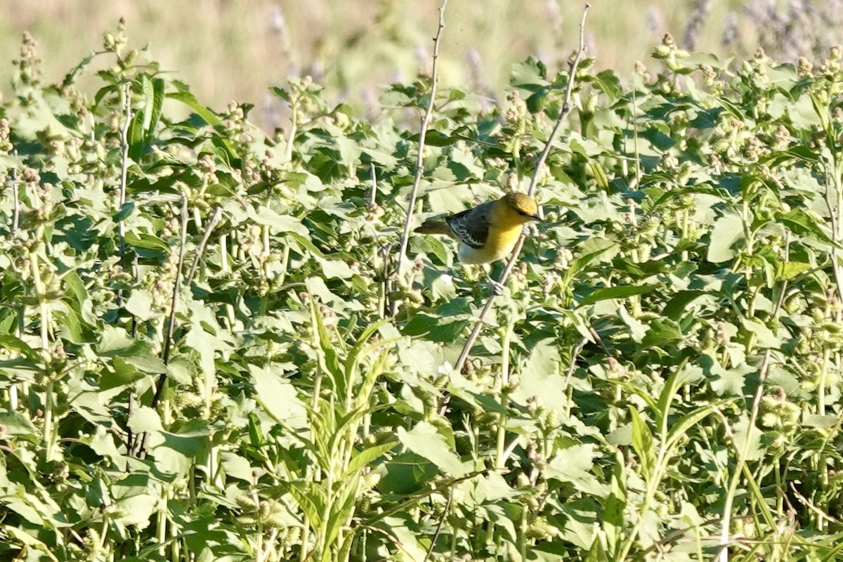 Bullock's Oriole - ML620591136