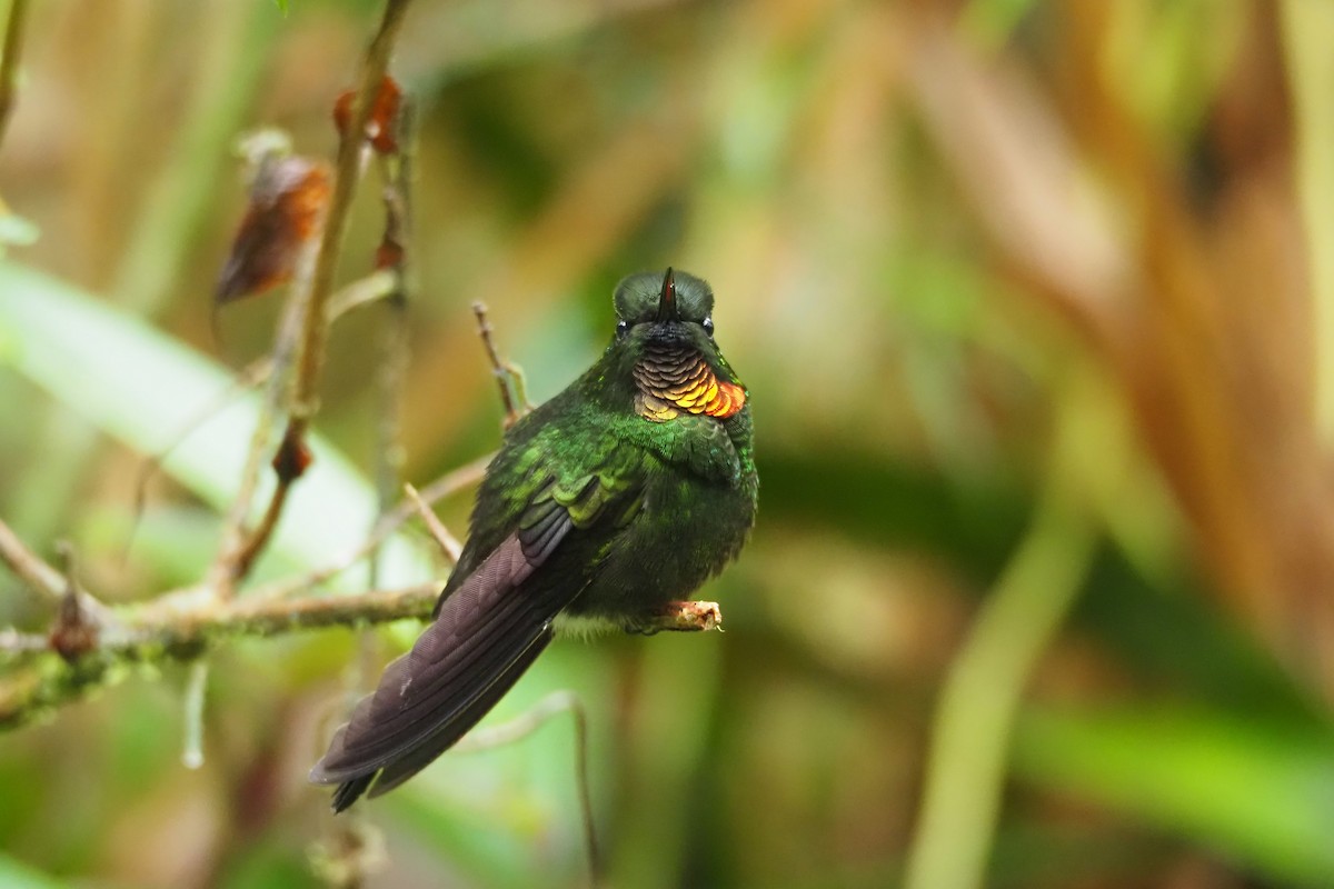 Colibrí Lucero - ML620591137