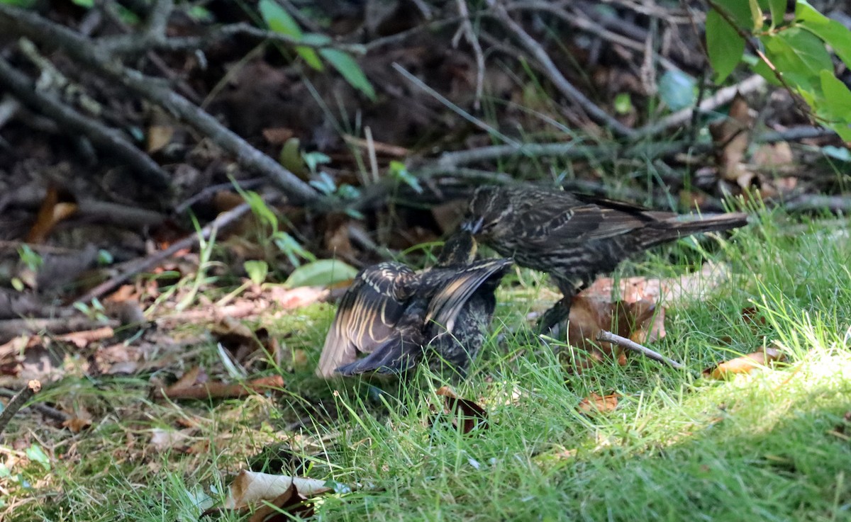 Red-winged Blackbird - ML620591139