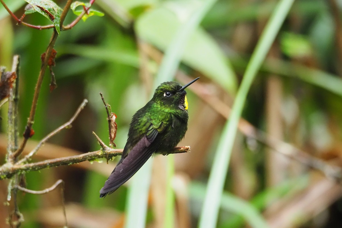 Colibrí Lucero - ML620591144