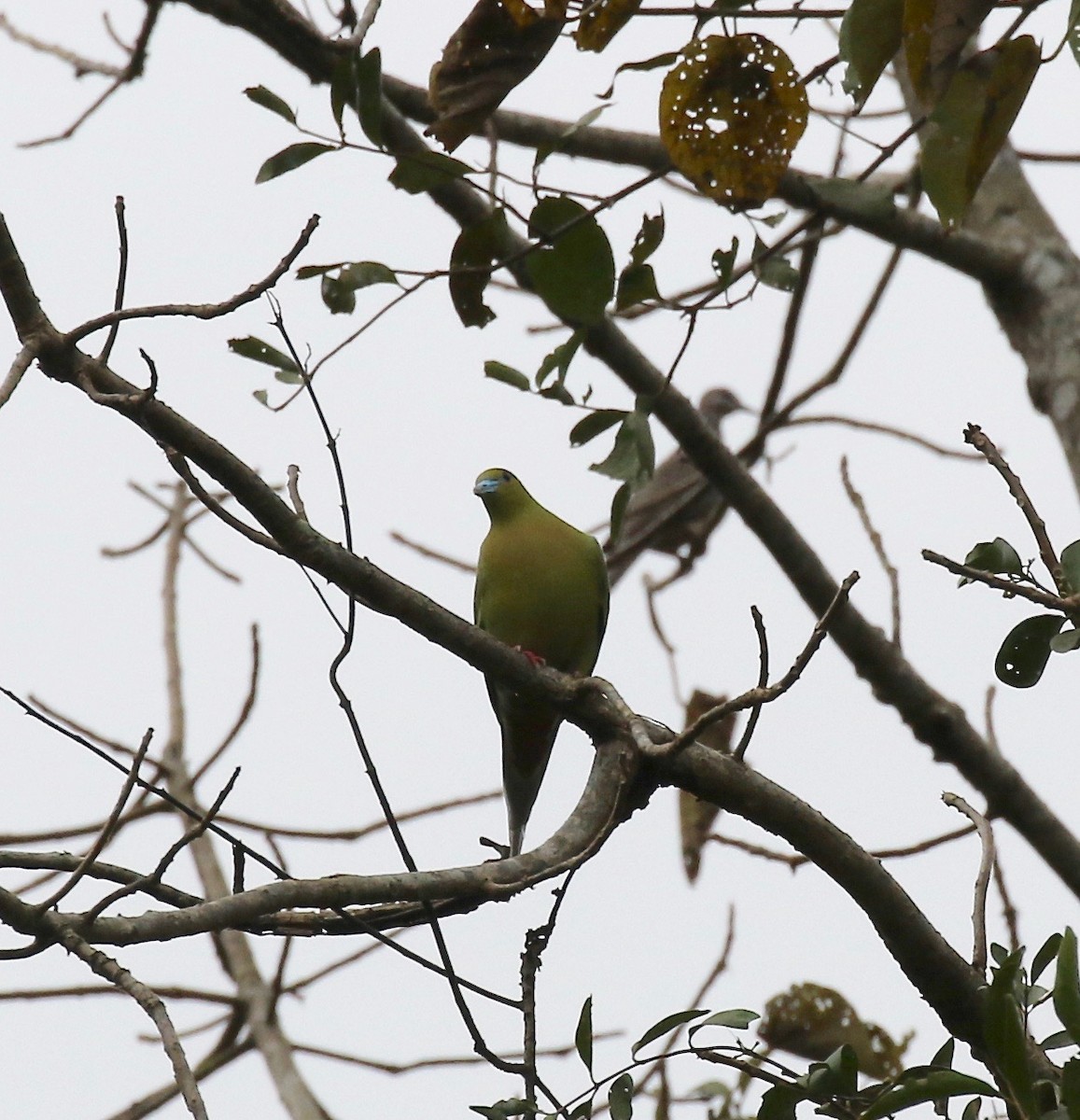 Pin-tailed Green-Pigeon - ML620591147