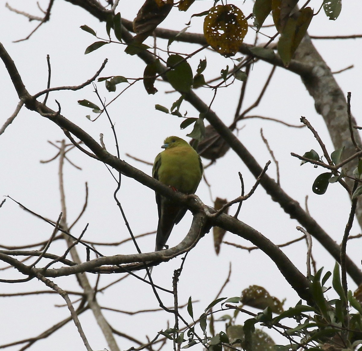 Pin-tailed Green-Pigeon - ML620591150