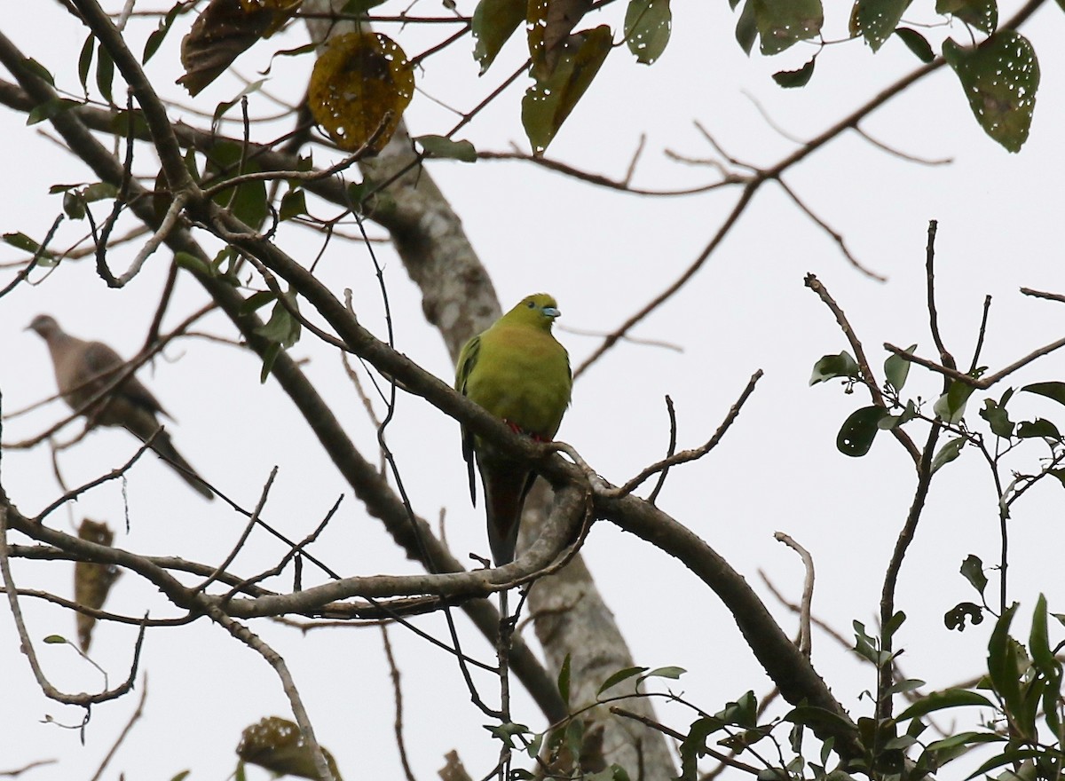 Pin-tailed Green-Pigeon - ML620591153