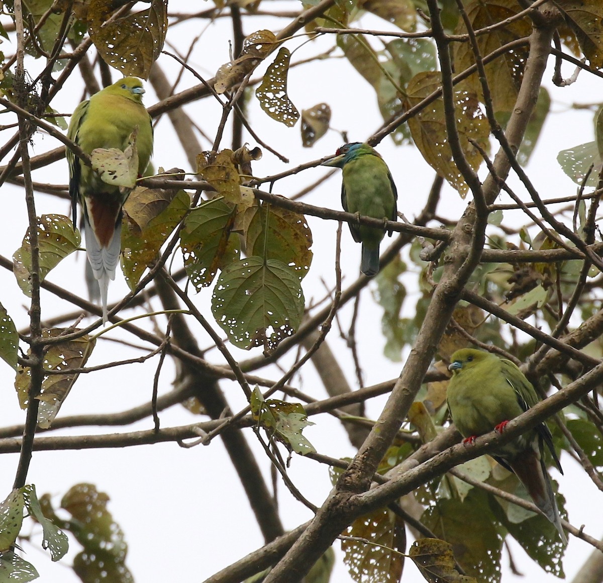 Pin-tailed Green-Pigeon - Sandy Vorpahl