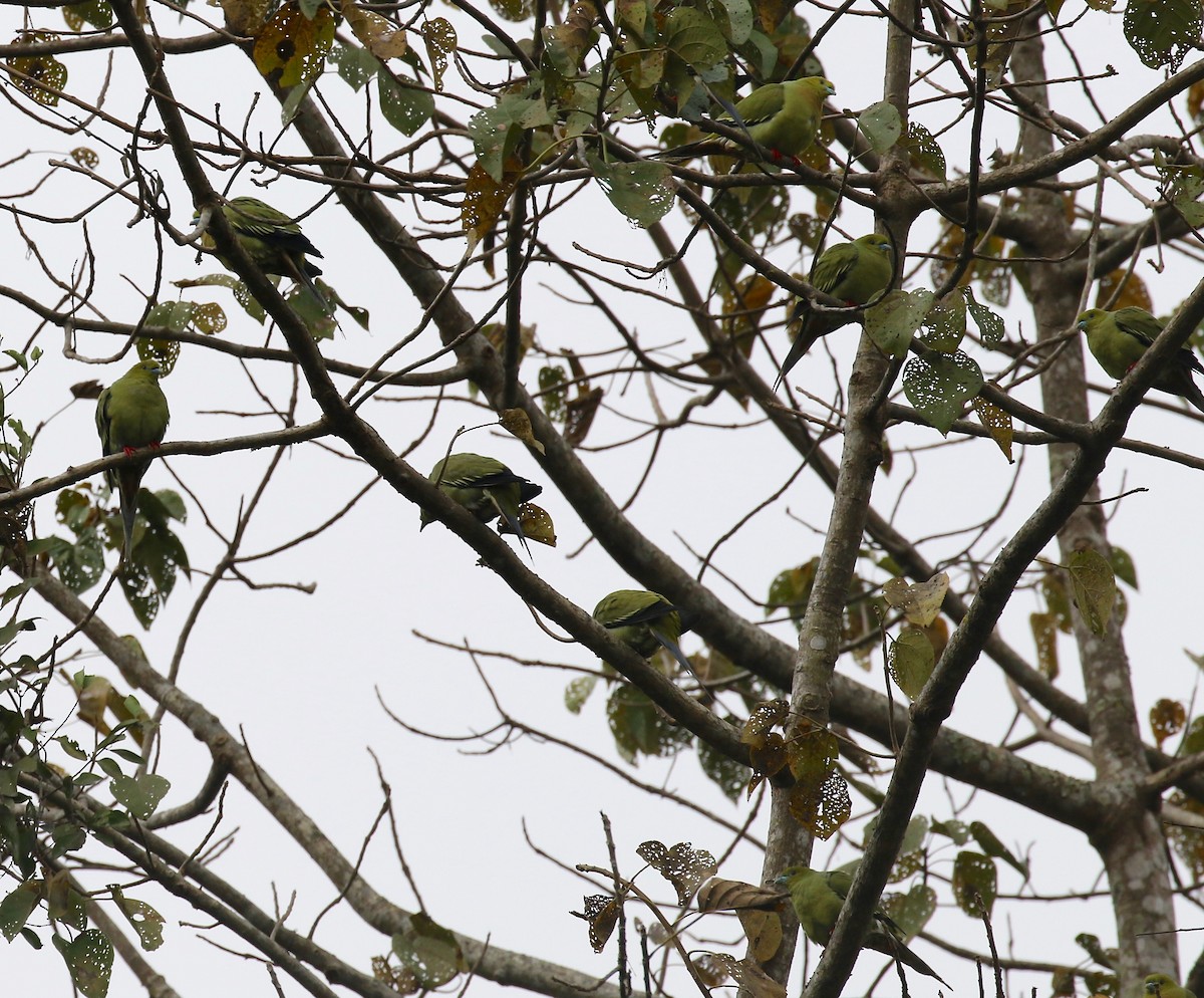 Pin-tailed Green-Pigeon - ML620591160