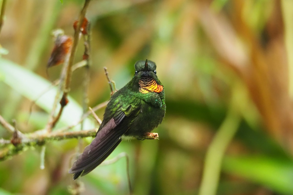 Colibrí Lucero - ML620591161