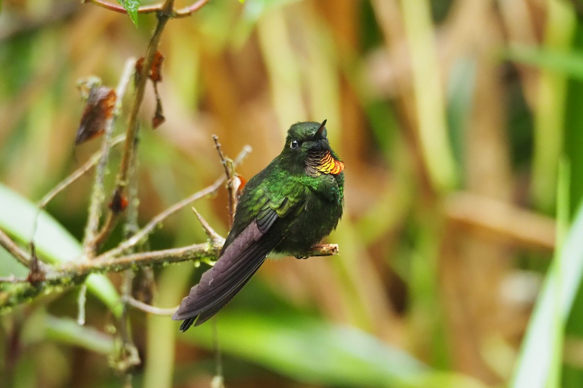 Colibrí Lucero - ML620591163