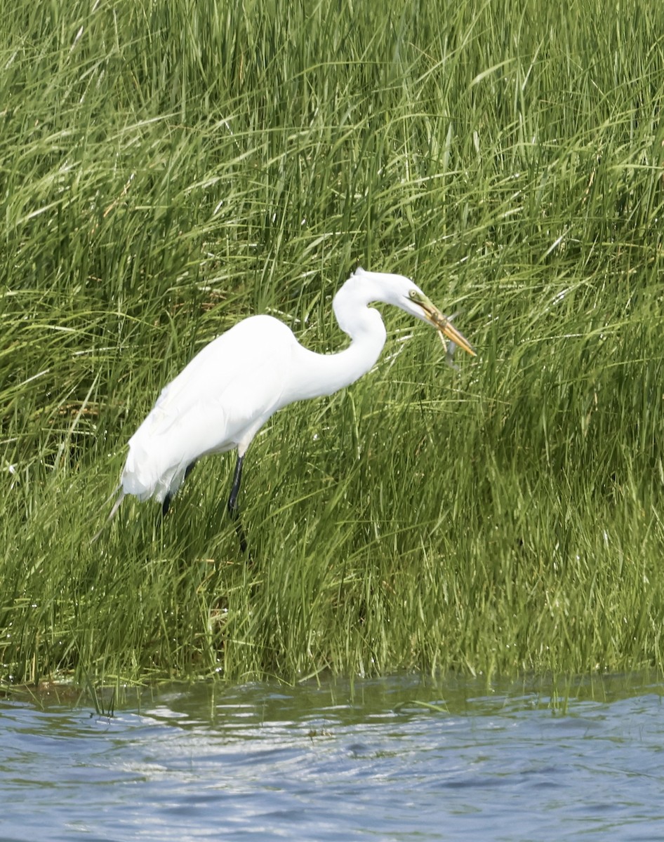 Great Egret - ML620591166