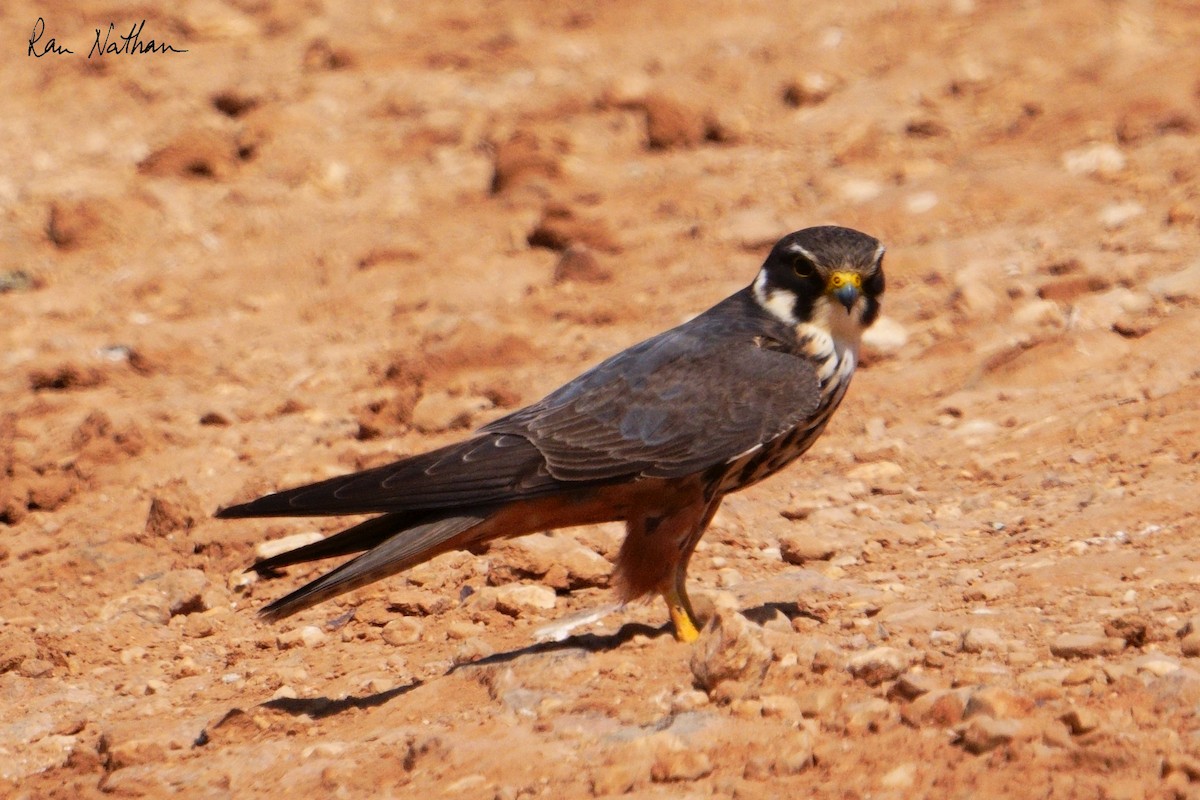 Eurasian Hobby - ML620591172