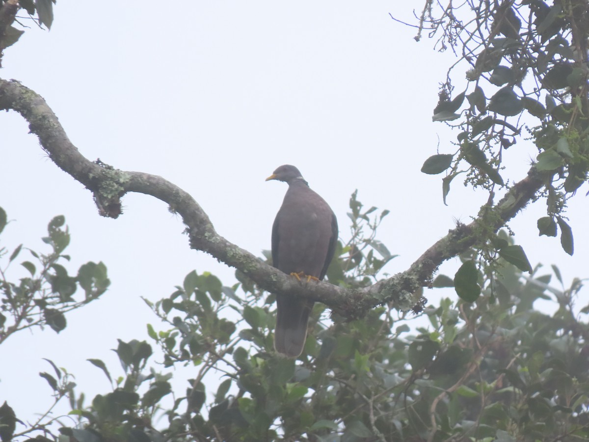 Band-tailed Pigeon - ML620591175