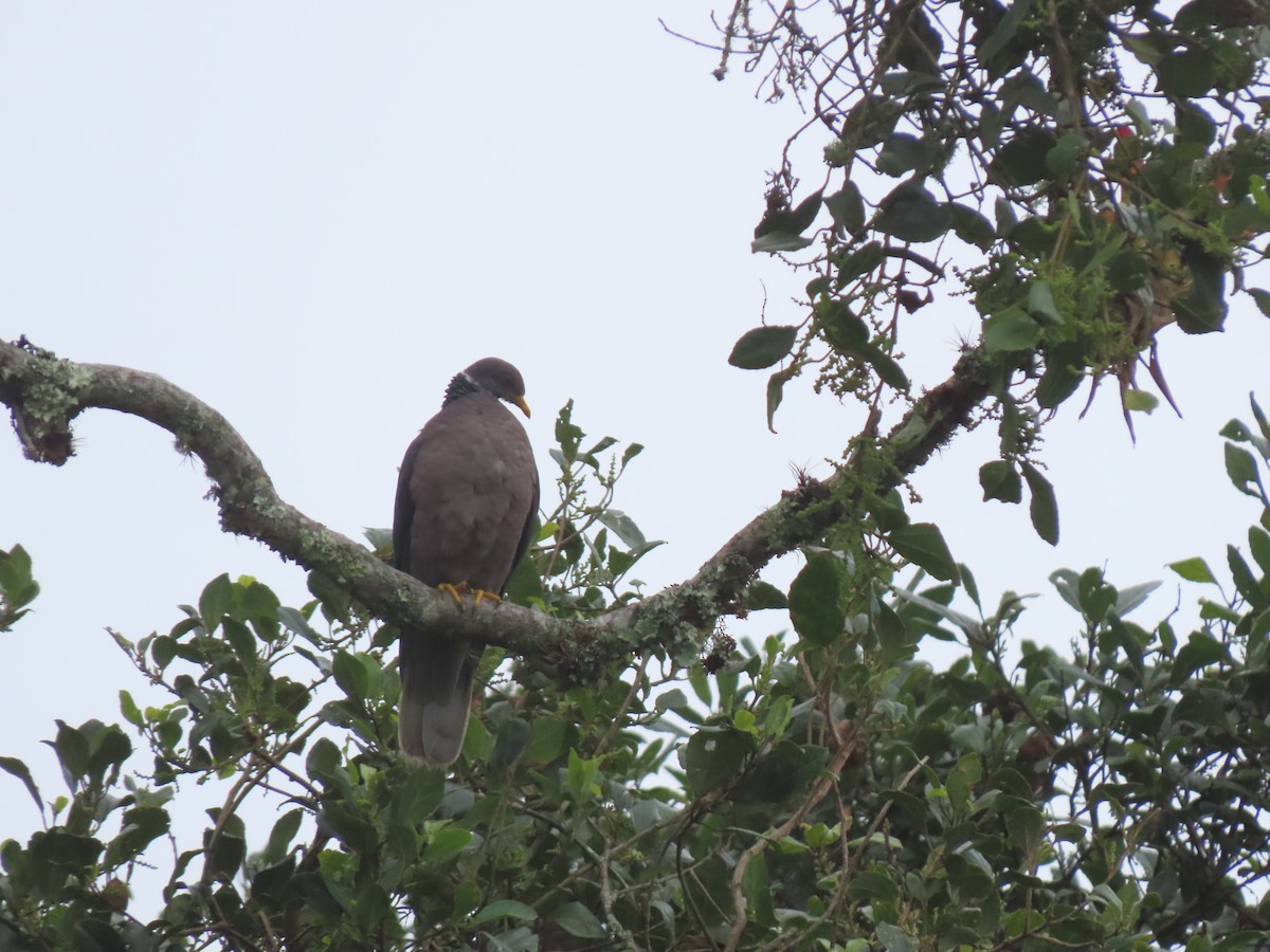 Band-tailed Pigeon - ML620591176