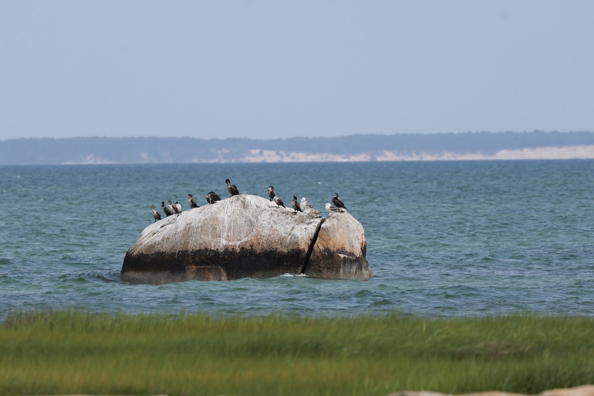 Double-crested Cormorant - ML620591182