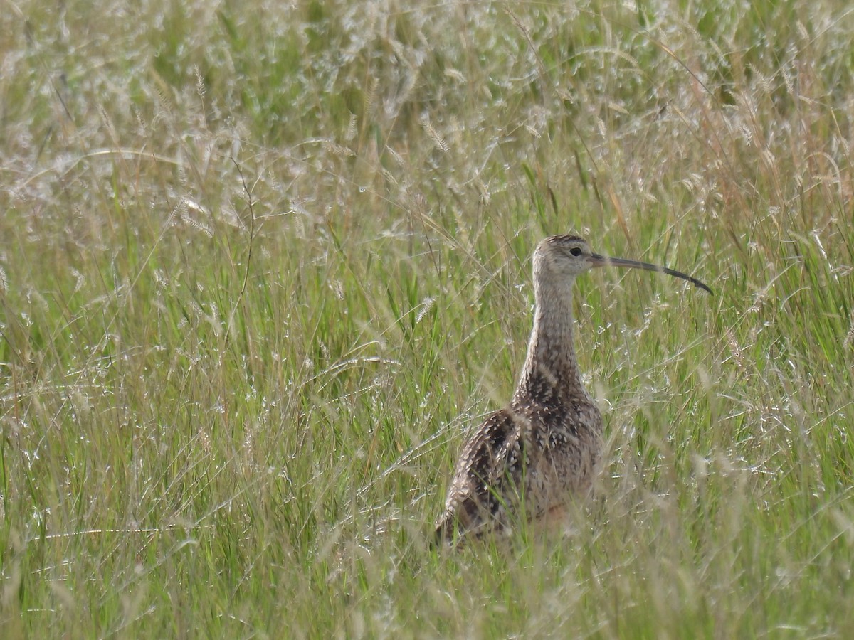 Long-billed Curlew - ML620591184