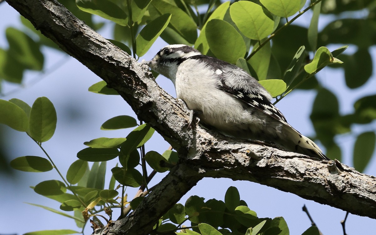 Downy Woodpecker - ML620591189