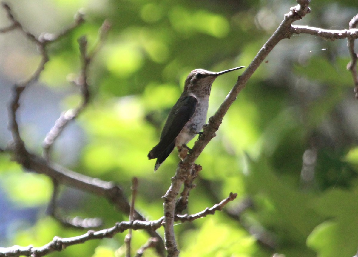 Anna's Hummingbird - ML620591202