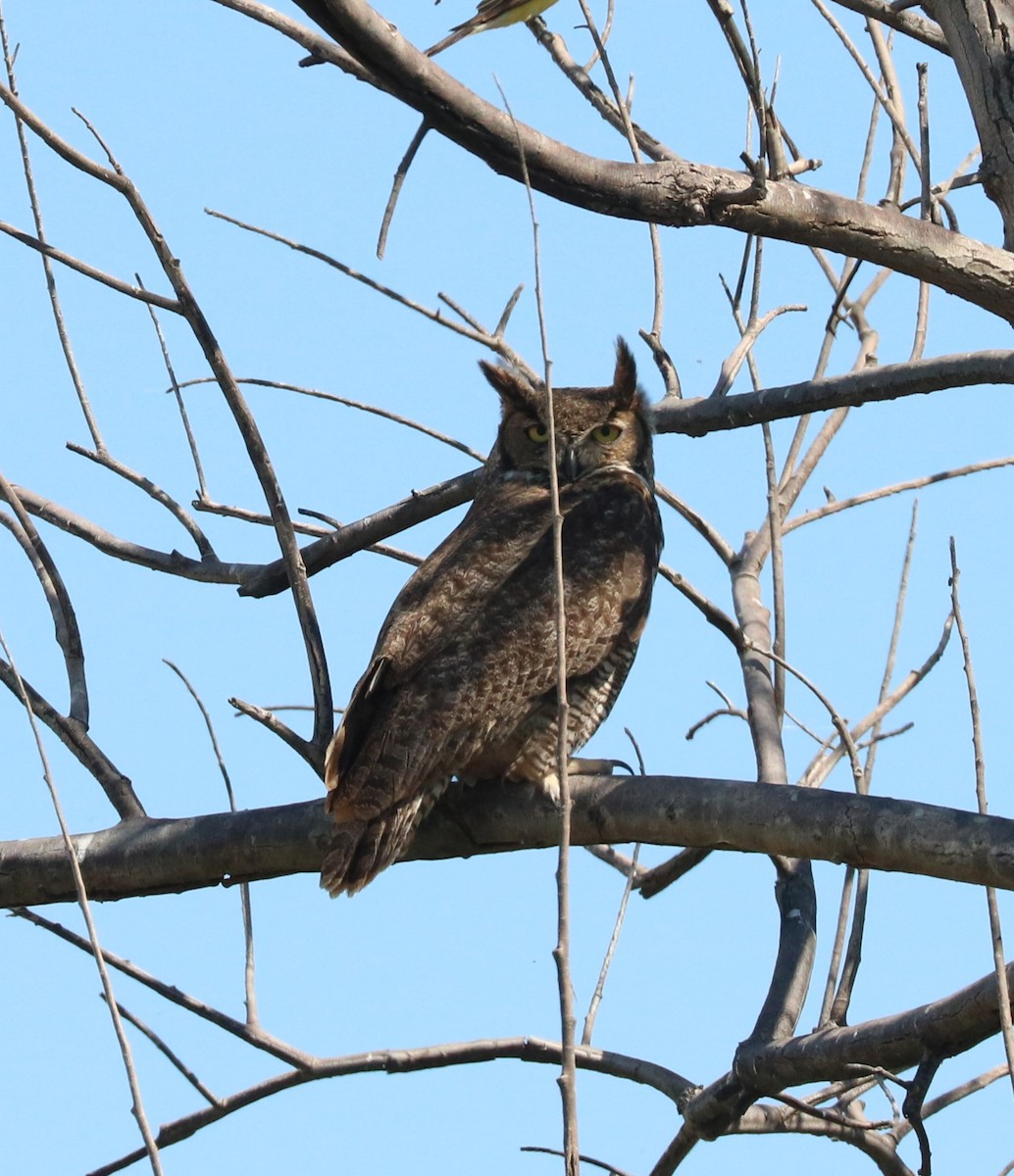 Great Horned Owl - ML620591203