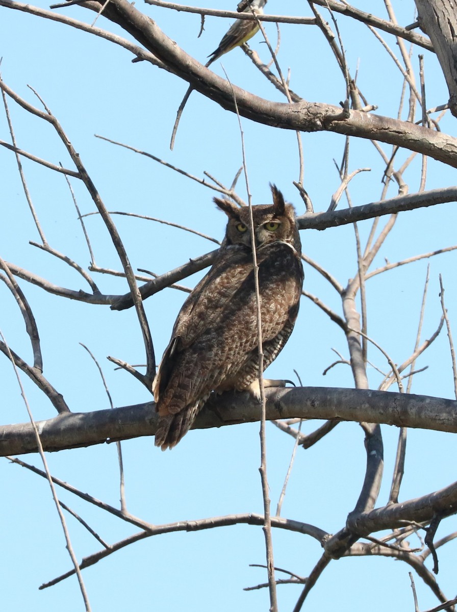 Great Horned Owl - ML620591204