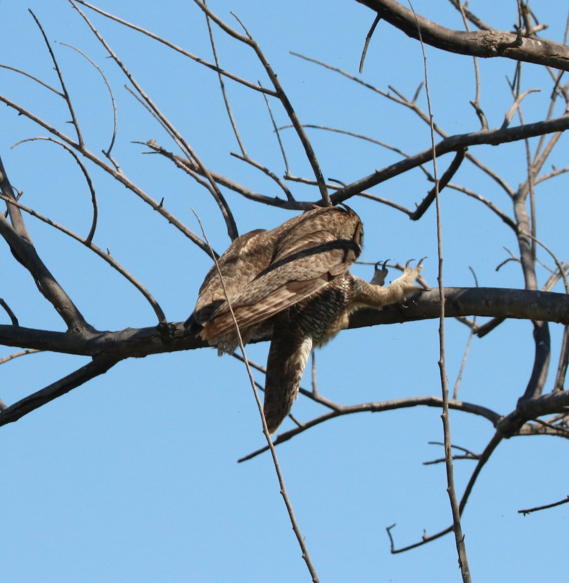 Great Horned Owl - ML620591205