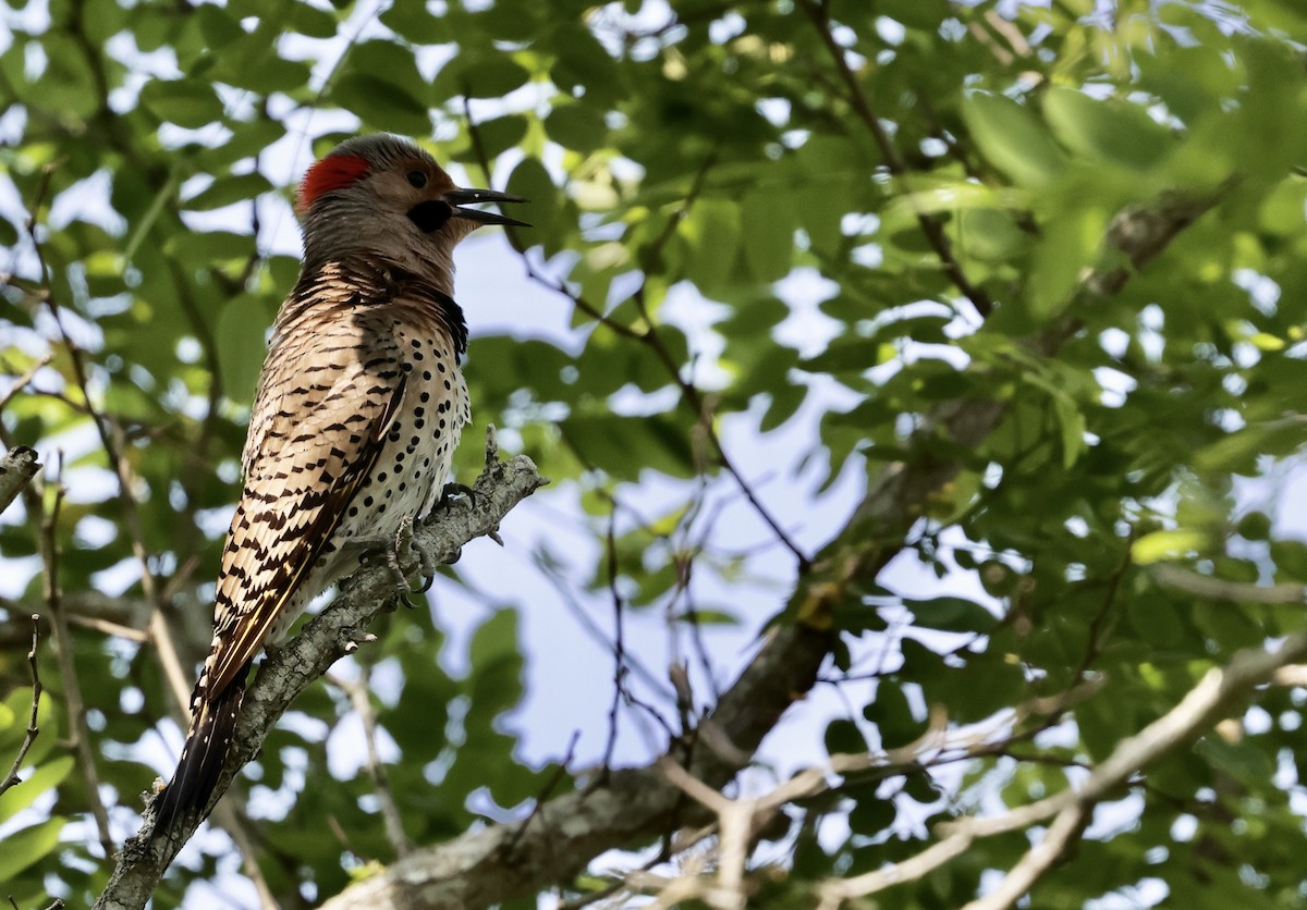 Northern Flicker - ML620591206