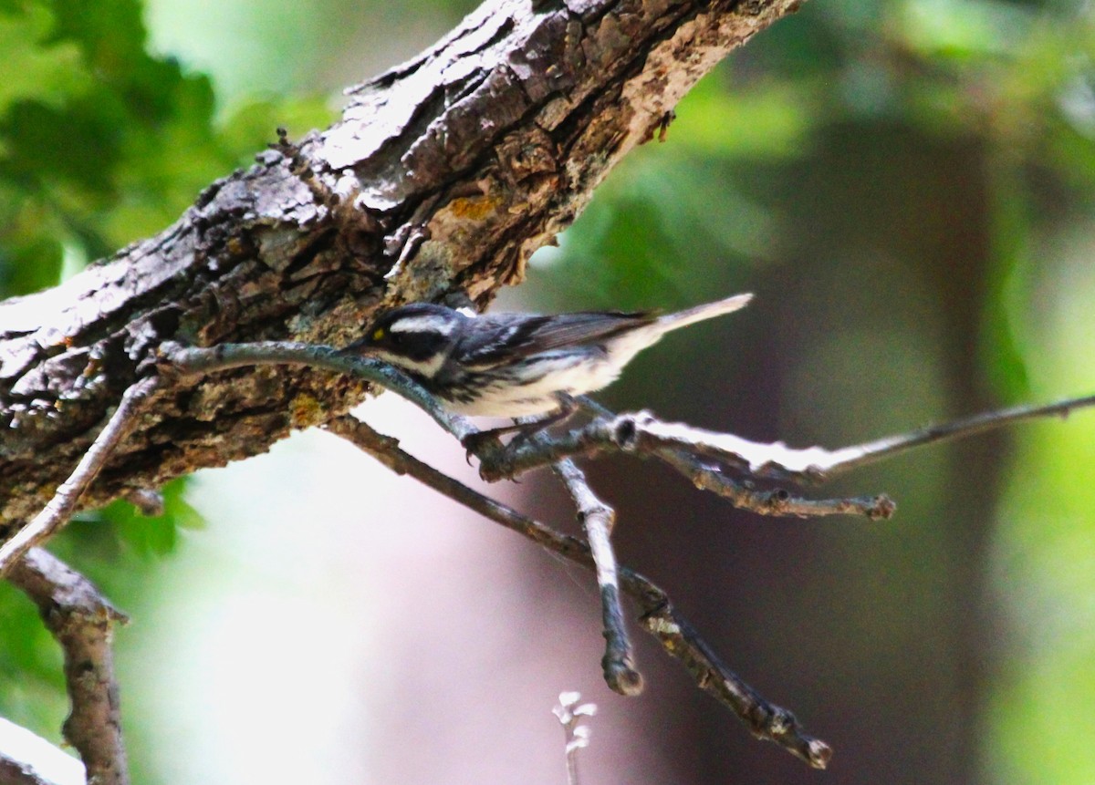 Black-throated Gray Warbler - ML620591208