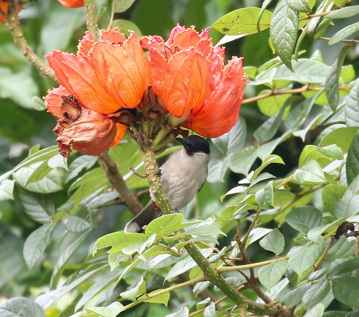 Bulbul Ventridorado - ML620591215