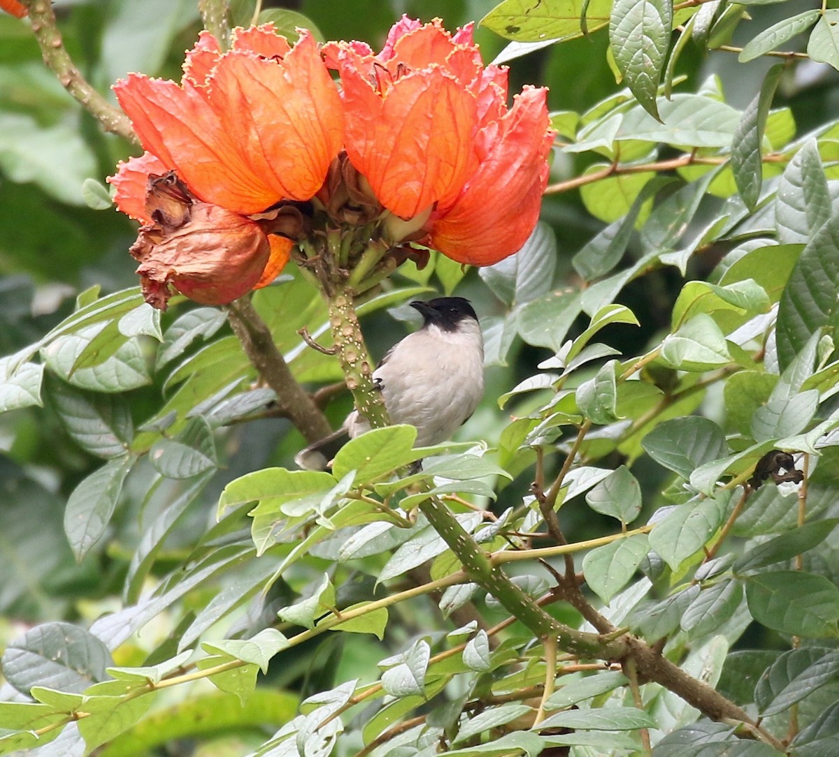 Sooty-headed Bulbul - ML620591216