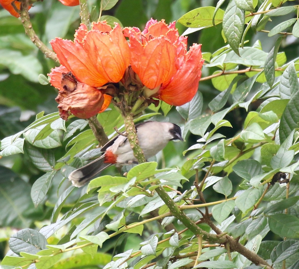 Bulbul Ventridorado - ML620591217