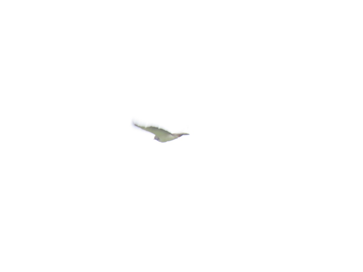 Short-tailed Hawk - ML620591221