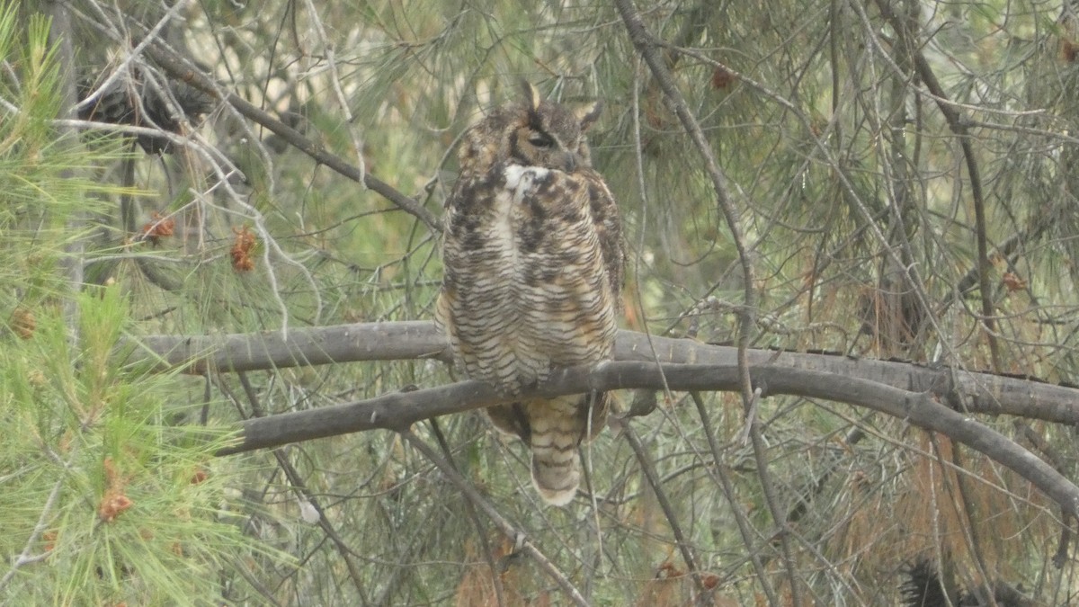 Great Horned Owl - ML620591223