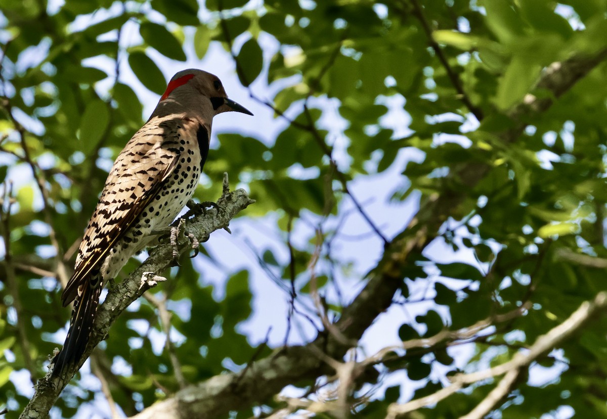 Northern Flicker - ML620591224