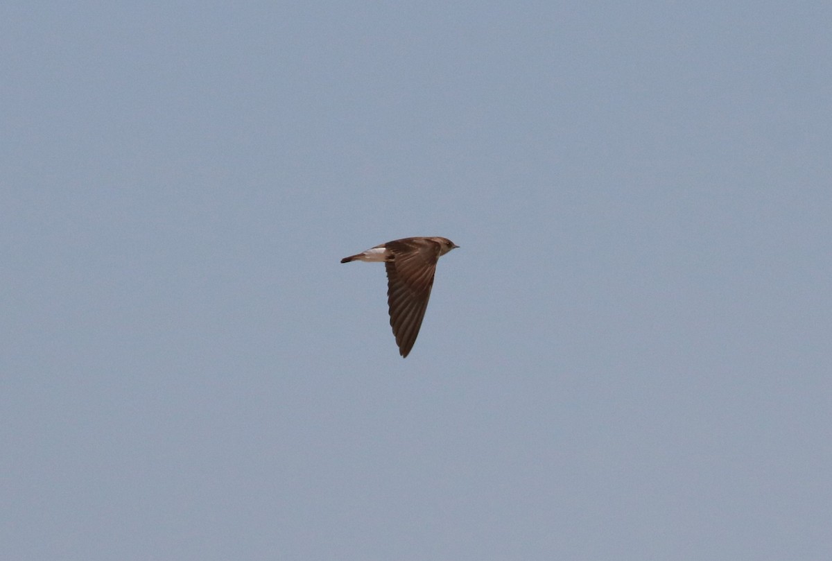 Northern Rough-winged Swallow - ML620591230