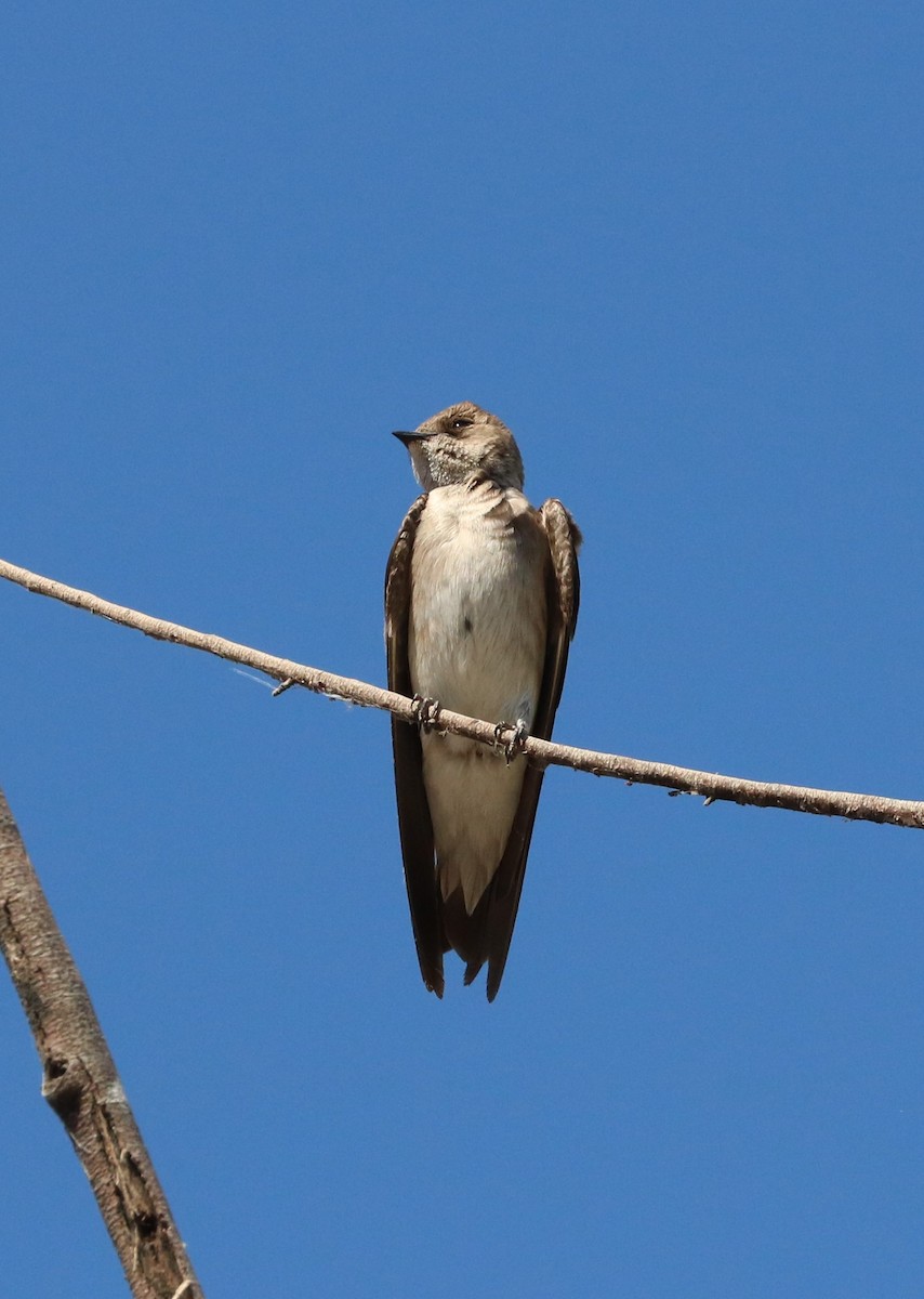 Northern Rough-winged Swallow - adam zions