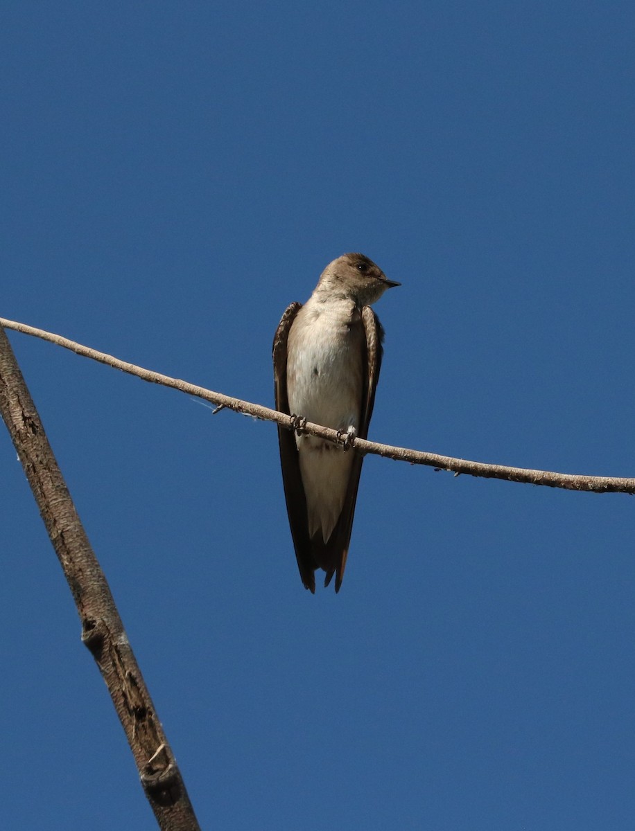 Hirondelle à ailes hérissées - ML620591232