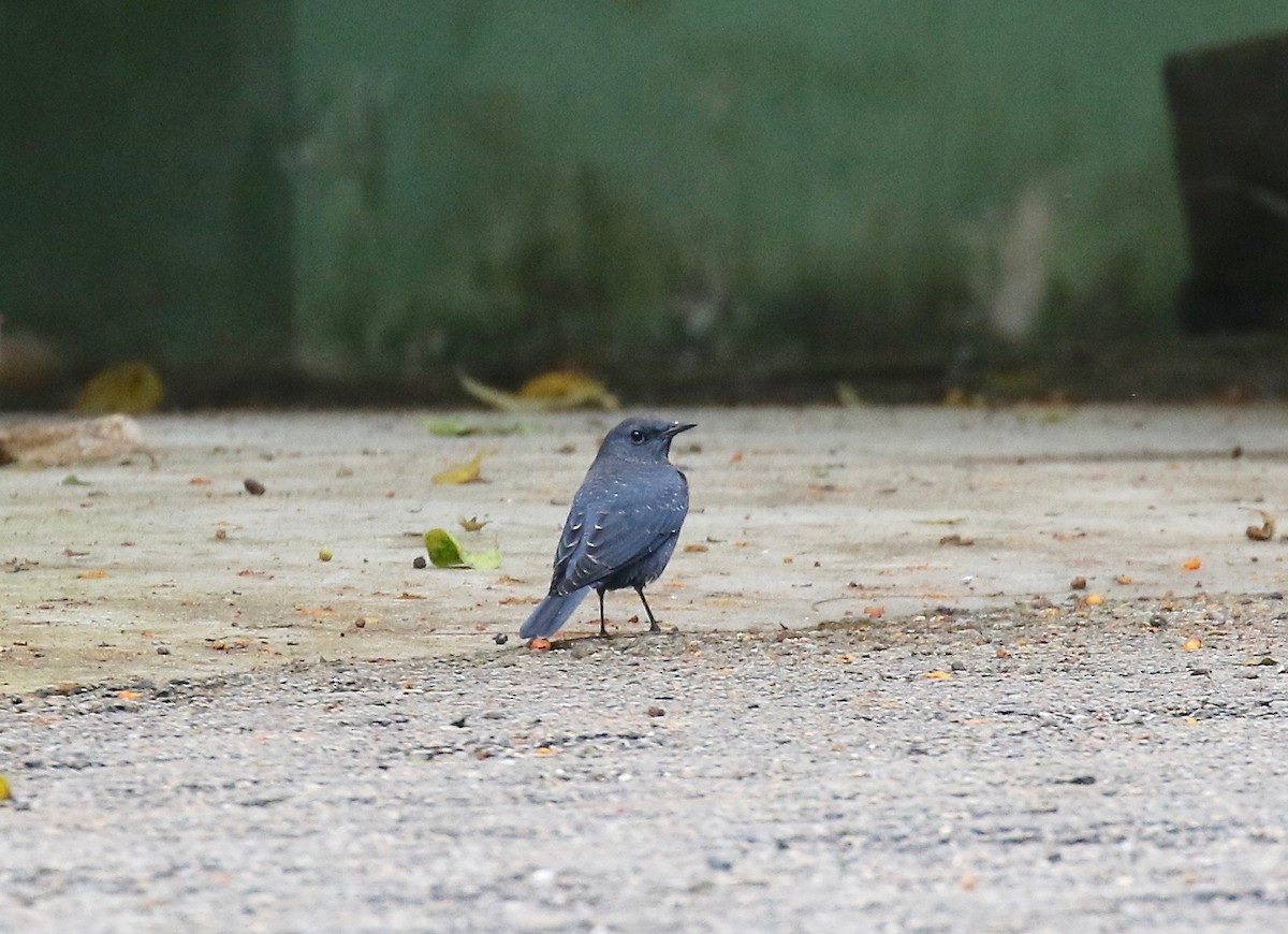 Blue Rock-Thrush (pandoo) - ML620591235