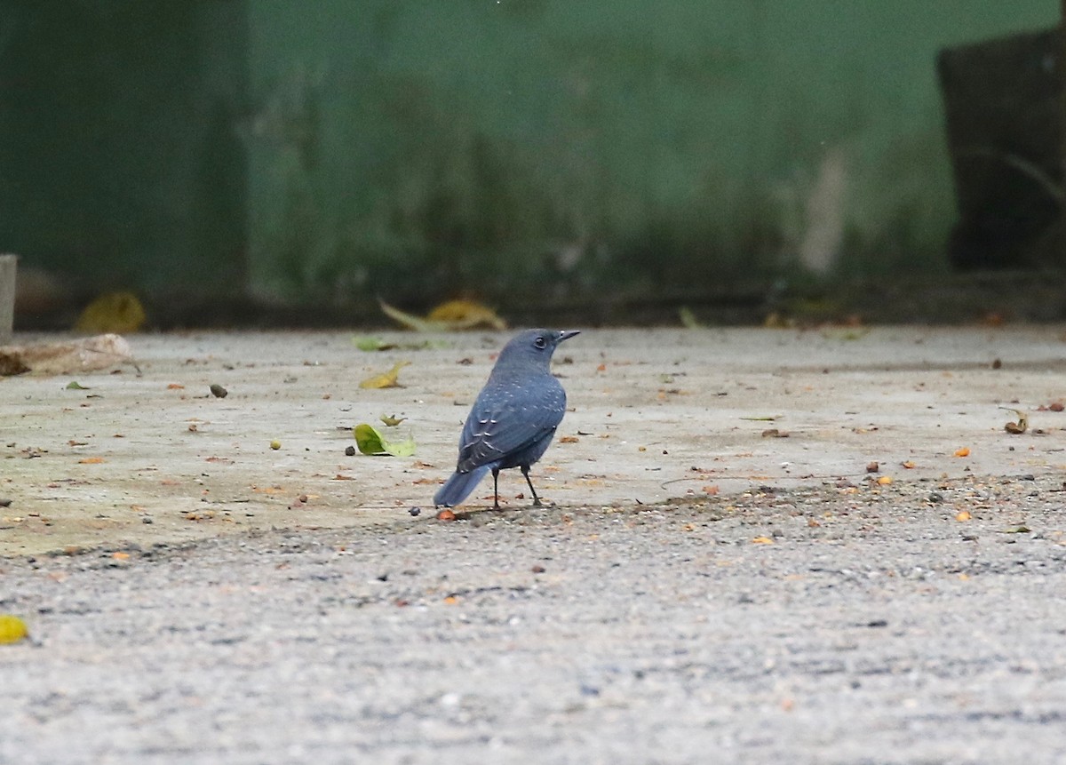 Blue Rock-Thrush (pandoo) - ML620591236