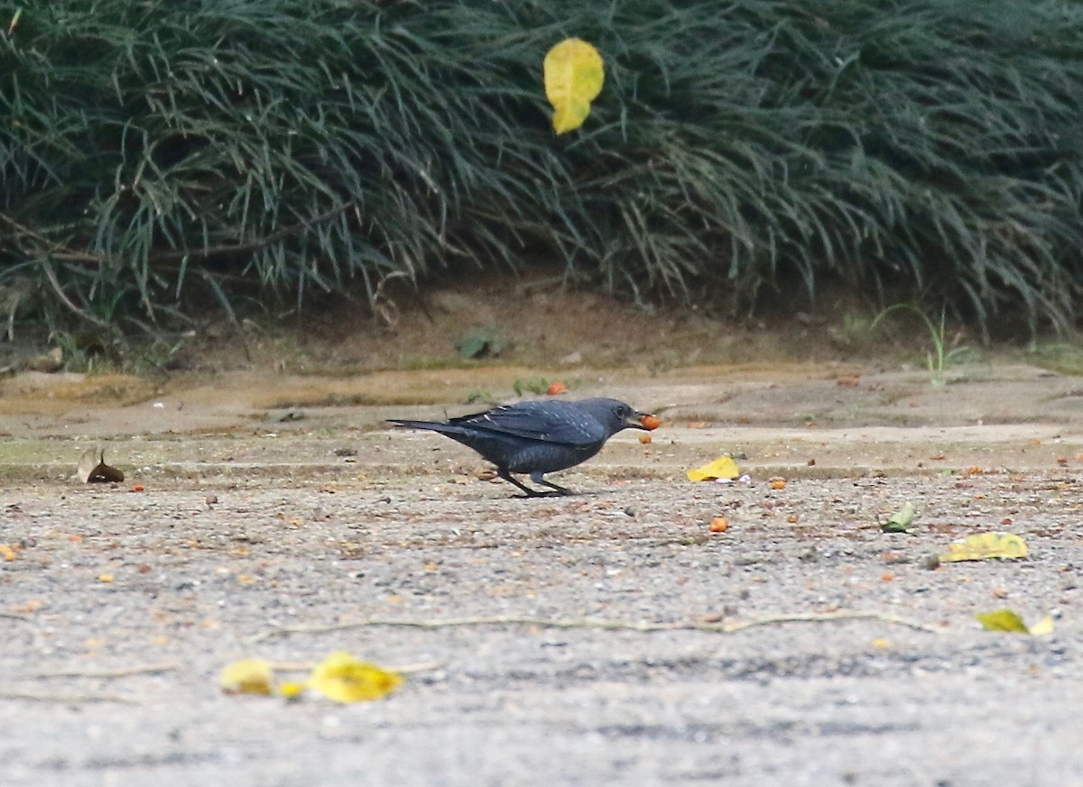 Blue Rock-Thrush (pandoo) - ML620591237