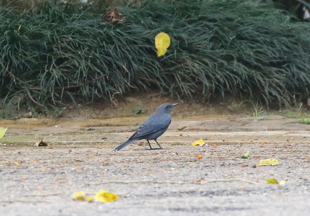 Blue Rock-Thrush (pandoo) - ML620591238